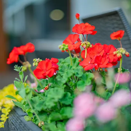 Bonvino Badacsony בדקסוניטומאי